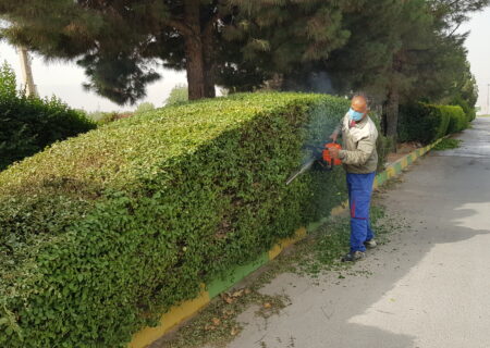 هرس و شکل دهی درختان سطح شهرسیدان توسط شهرداری