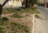 فعالیت سبزاندیشان فضای سبز شهرداری جلوه ای از همت تلاشگران این حوزه درراستای گسترش و احیاء فضای سبز شهرمان..