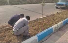 آغاز عملیات کاشت گل های فصلی در امام شهر