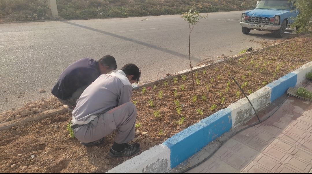 آغاز عملیات کاشت گل های فصلی در امام شهر