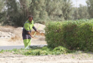 تلاش تلاشگران واحد فضای سبز شهرداری لار در اردیبهشت ۱۴۰۳