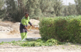 تلاش تلاشگران واحد فضای سبز شهرداری لار در اردیبهشت ۱۴۰۳