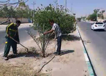 درختان سازگار با اقلیم منطقه در بلوارهای سطح شهر لار در حال کاشت است / برای جلوگیری از هدر رفت آب، آبیاری قطره ای در حال اجراست