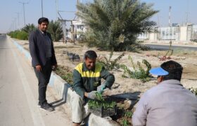 رشد ۳۳ درصدی تولید نشا گل فصلی با کاهش هزینه ای معادل ۲ میلیارد و ۵۰۰ میلیون ریال