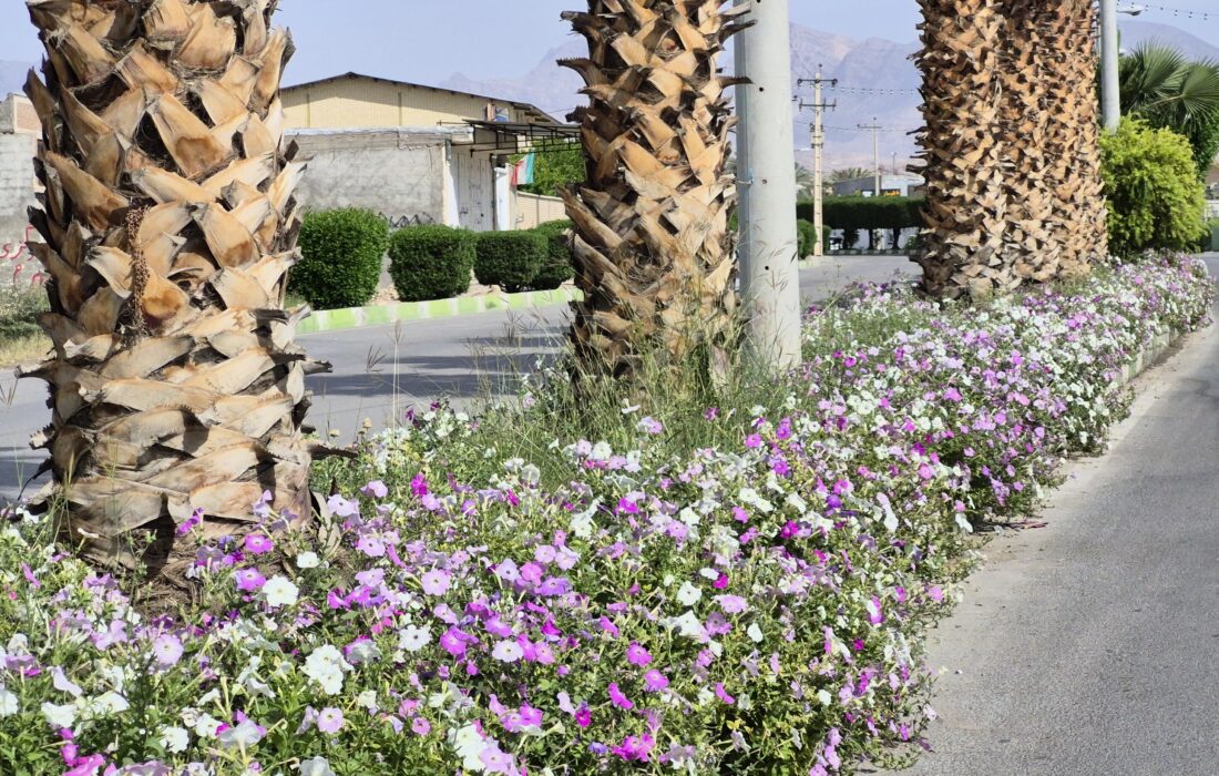 شهرداری جویم/گلکاری های زیبای سطح شهر/اردیبهشت ۱۴۰۴