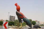 خودنمایی خروس لاری در مرکز شهر لار