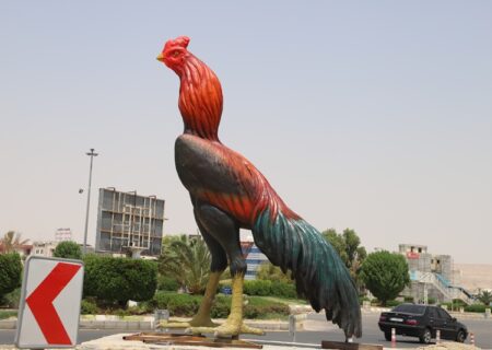 خودنمایی خروس لاری در مرکز شهر لار