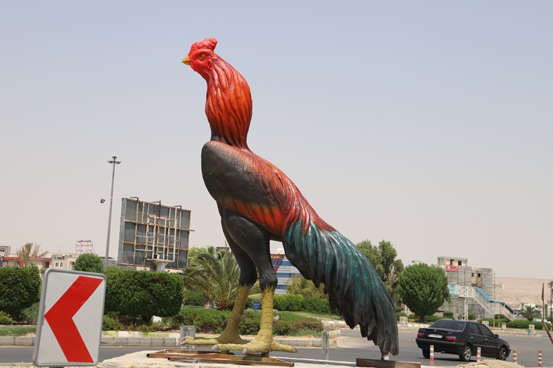 خودنمایی خروس لاری در مرکز شهر لار