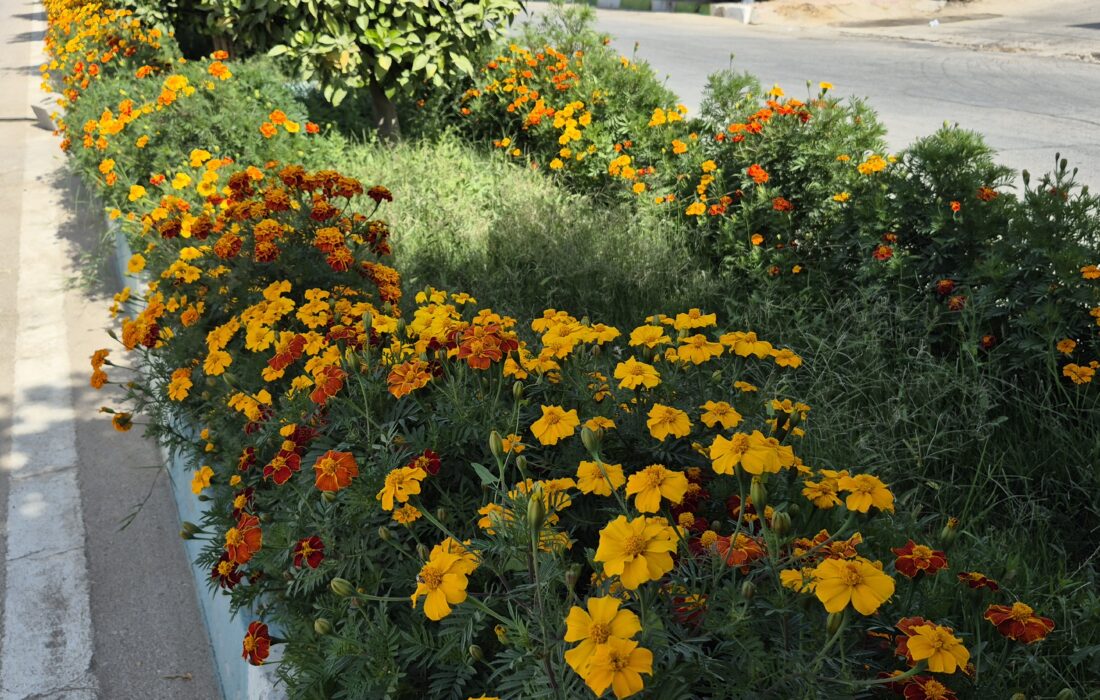 شهرداری جویم/گلکاری های زیبای بلوار شهرداری/آبان ماه ۱۴۰۴