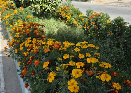 شهرداری جویم/گلکاری های زیبای بلوار شهرداری/آبان ماه ۱۴۰۴