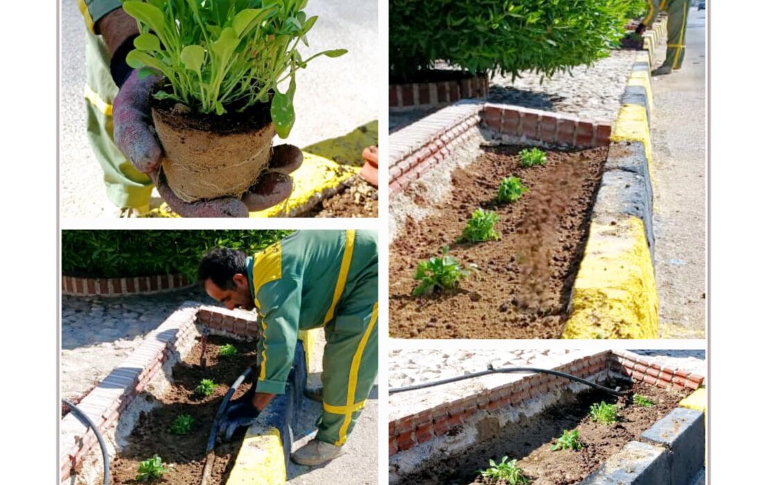 طراوت بهاری در لطیفی با کاشت هزاران گلدان گل فصلی