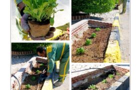 طراوت بهاری در لطیفی با کاشت هزاران گلدان گل فصلی