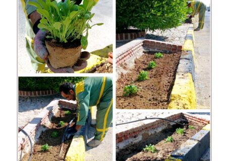 طراوت بهاری در لطیفی با کاشت هزاران گلدان گل فصلی