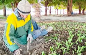 شهرداری جویم/فعالیت واحد خدماتی و فضای سبز/نیمه اول آذرماه ۱۴۰۴