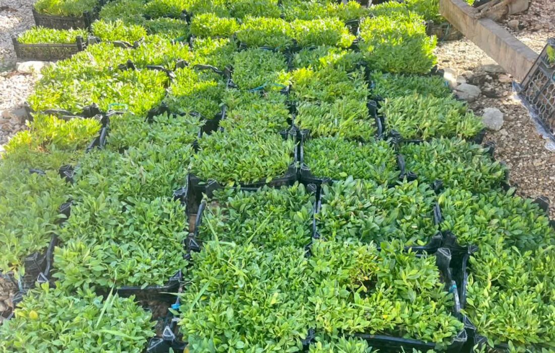 کاشت گلهای فصلی در راستای زیباسازی مناظر عمومی شهر خومه زار