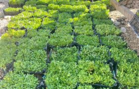 کاشت گلهای فصلی در راستای زیباسازی مناظر عمومی شهر خومه زار