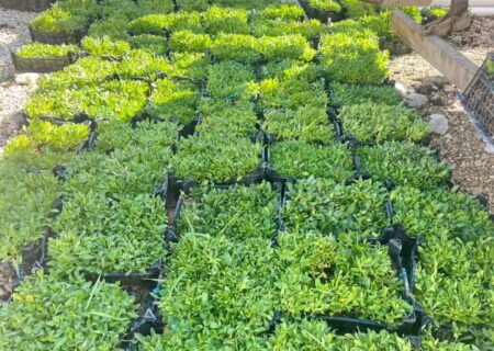 کاشت گلهای فصلی در راستای زیباسازی مناظر عمومی شهر خومه زار