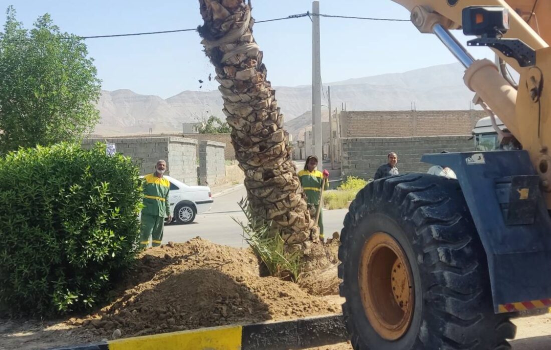 کاشت نخل در بلوار امام علی شهر لطیفی