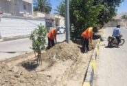 هرس درختان/ احیای فضای سبز شهری/ علف زدایی پارک ها